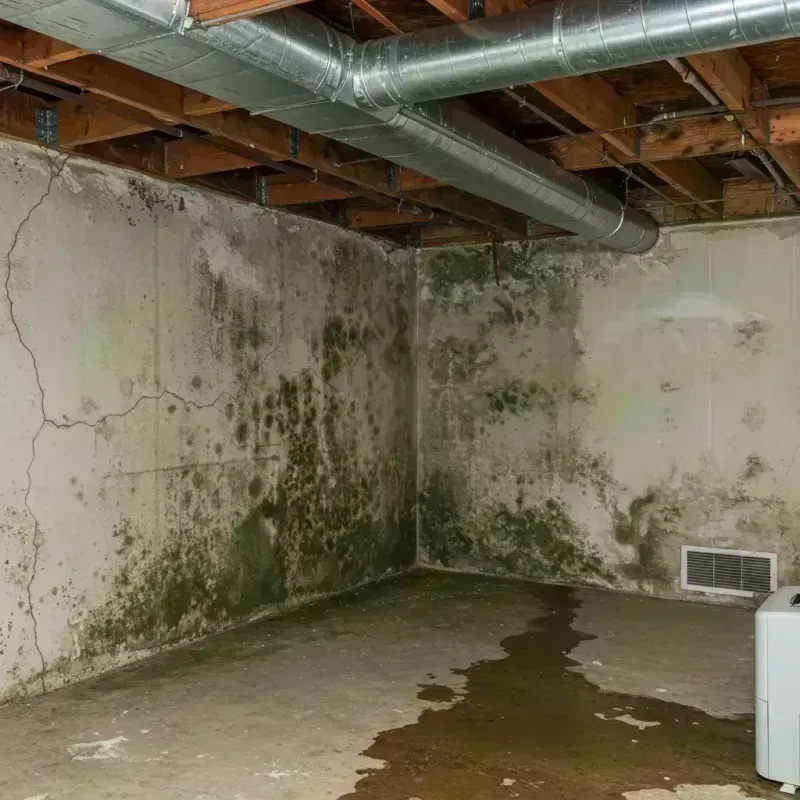 Professional Mold Removal in Big Lake, MN